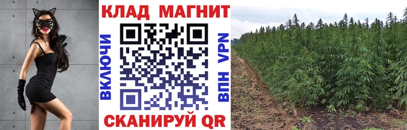 Марихуана Черноголовка