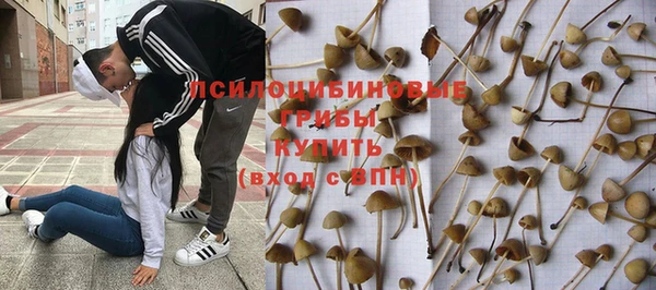 прущие грибы Тобольск
